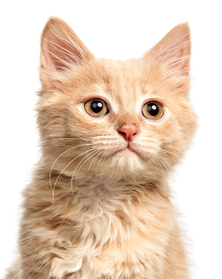 Established & Trusted Pet Care Service