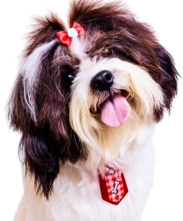 Established & Trusted Pet Care Service